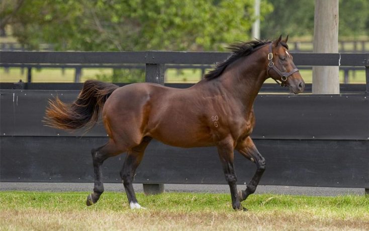 Champion sire Redoute's Choice dies