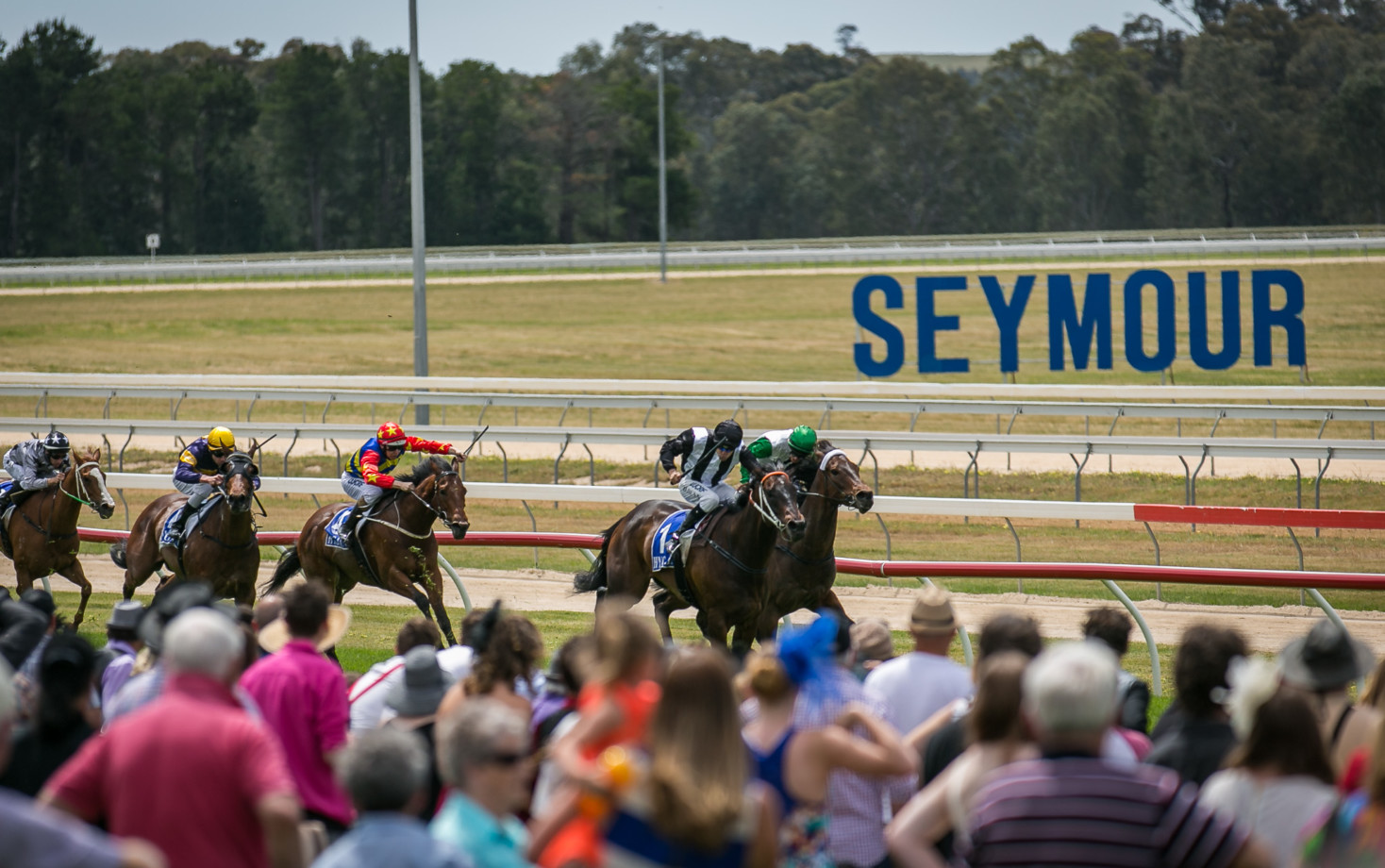 Seymour Cup 2024 Field, Tips, Betting Odds, Results
