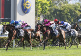 Sha Tin races