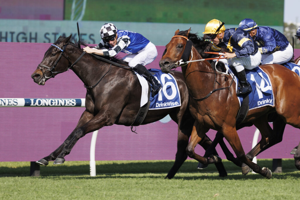 High stakes in the Derby - Greyhounds Queensland