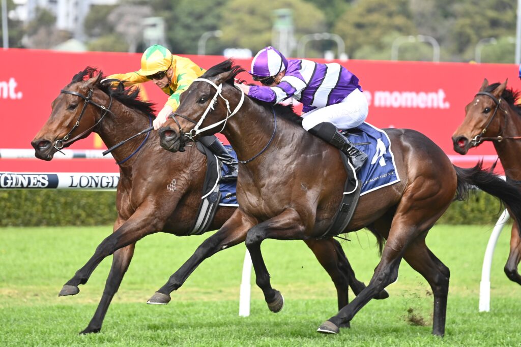 Luckless colt heads odds in the Up And Coming Stakes