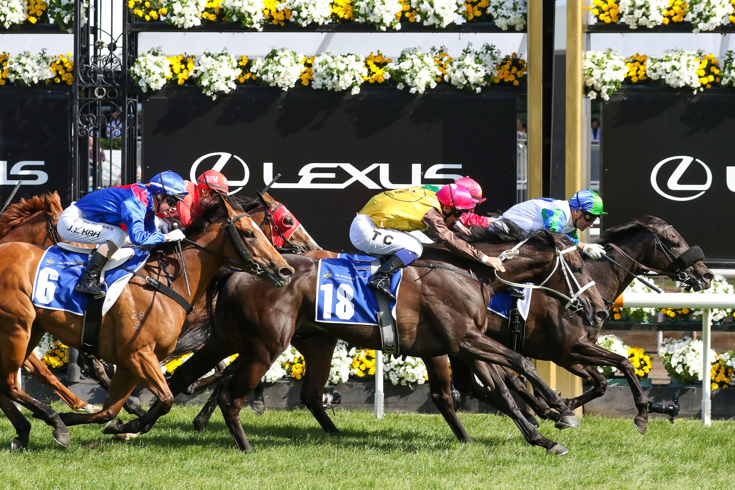 High stakes in the Derby - Greyhounds Queensland