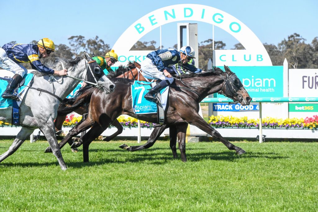 Maher pair chase Golden Ticket into Melbourne Cup