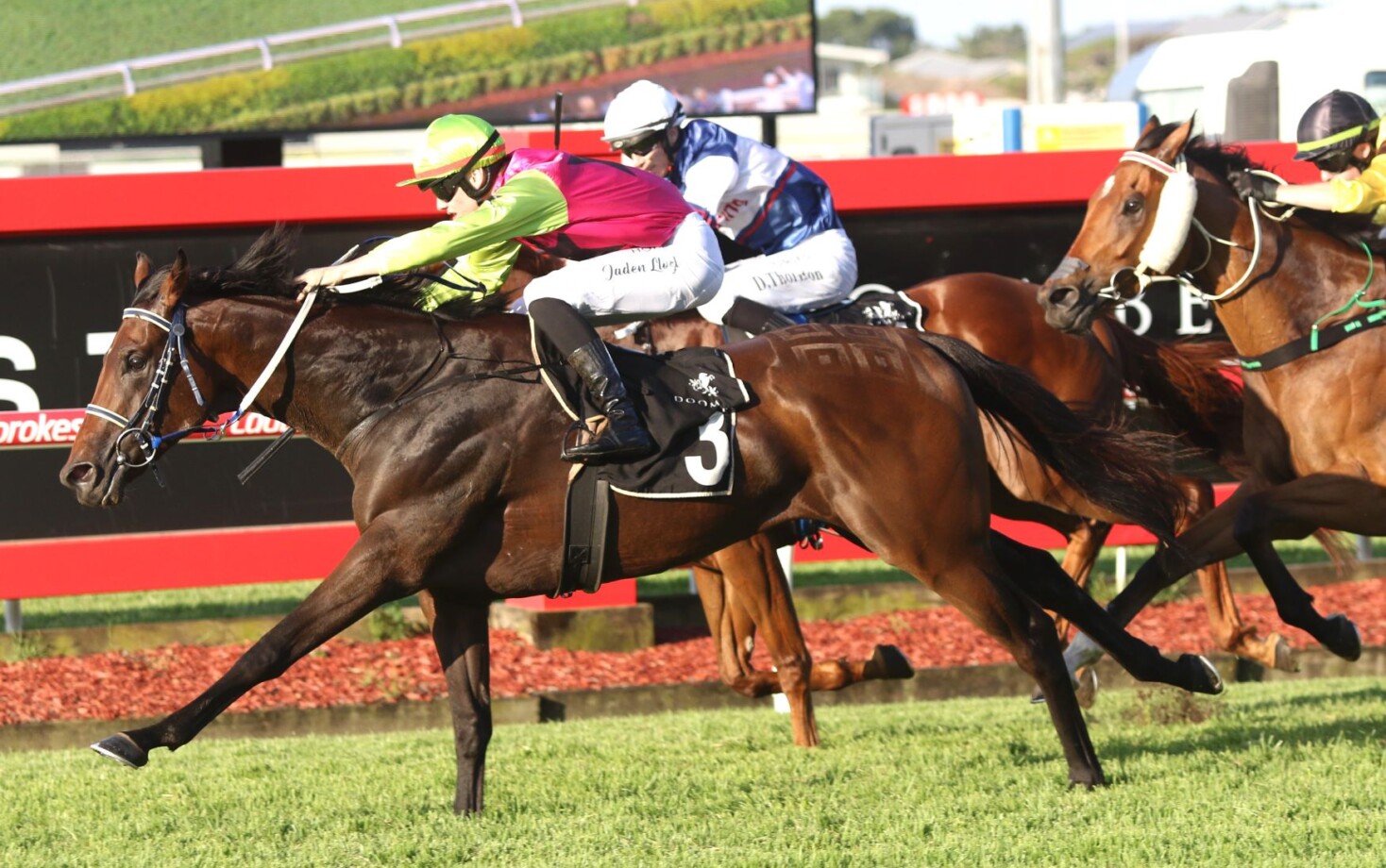 Knight's Choice a potential Melbourne Cup horse