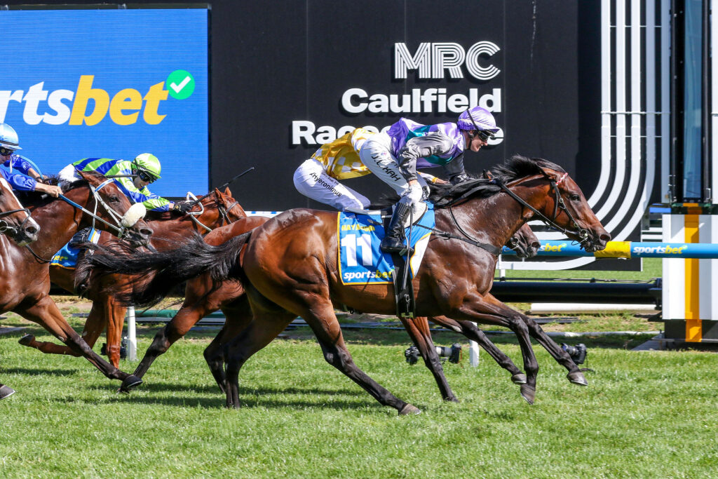 Blue Diamond Stakes 2025 - Field, Tips, Horses, Odds, Results