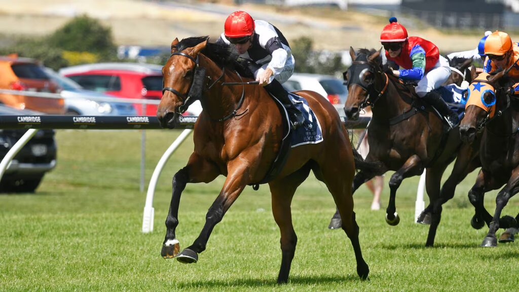 Australian Bloodstock buys exciting New Zealand filly