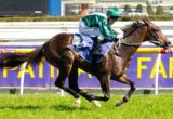 Samaready winning the Patinack Farm Blue Diamond Stakes at Caulfield - photo by Race Horse Photos Australia