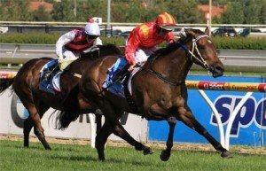 Peter Moody announced today that star mare Typhoon Tracy has been retired - Photo by Steve Hart